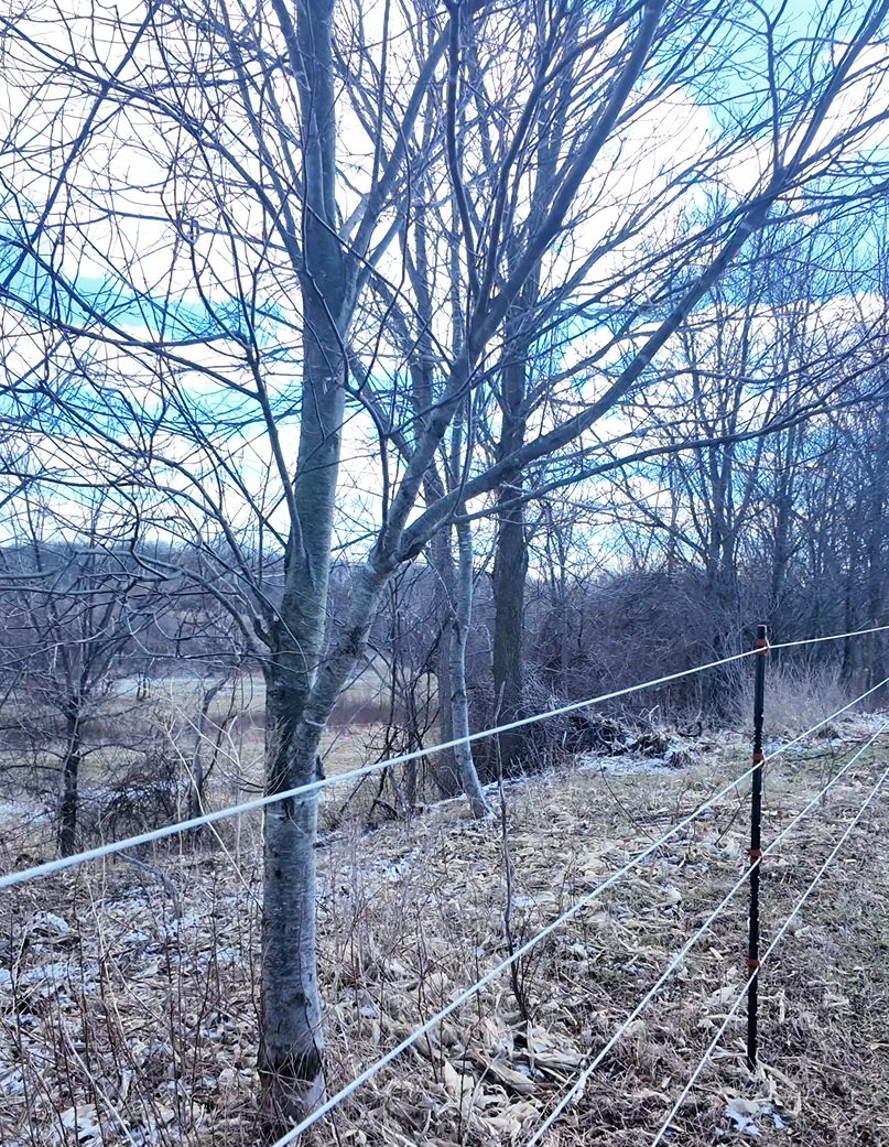 Bare tree branches reaching into the flight corridor — a key obstacle on this job