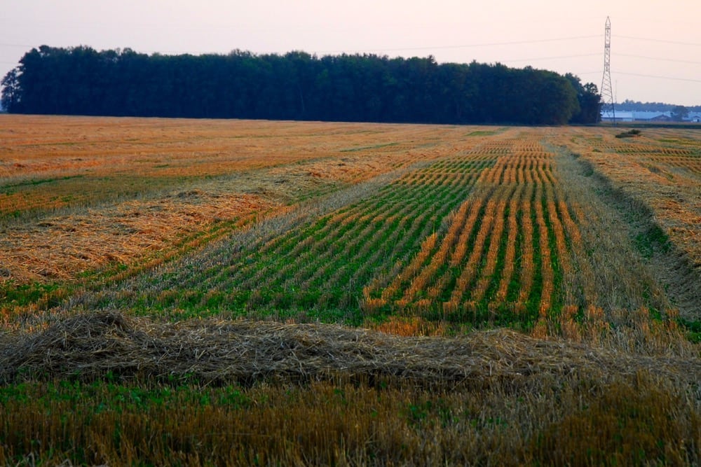 Cover crops