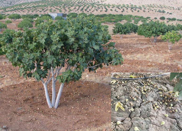 Perennial orchard block with fertilizer context
