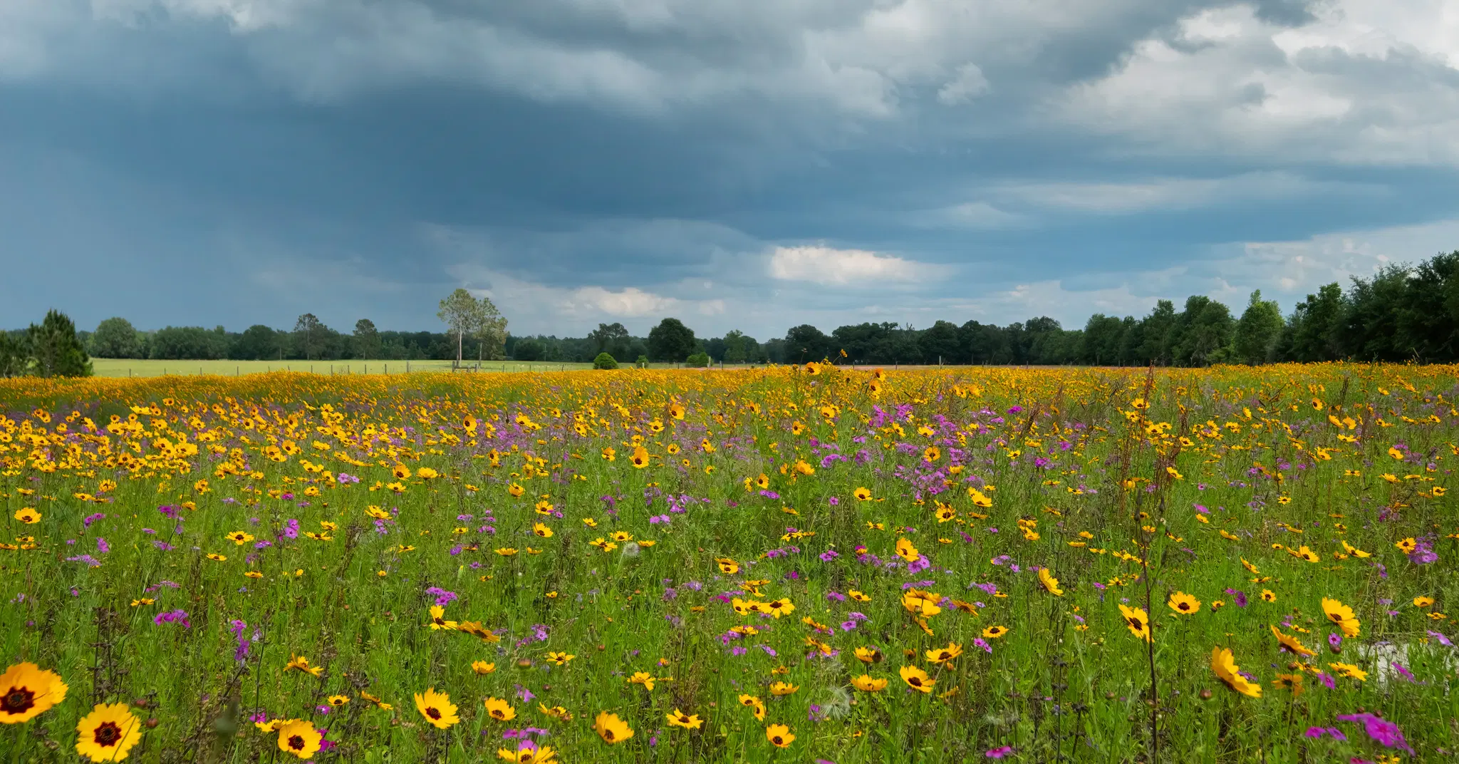 Native and pollinator