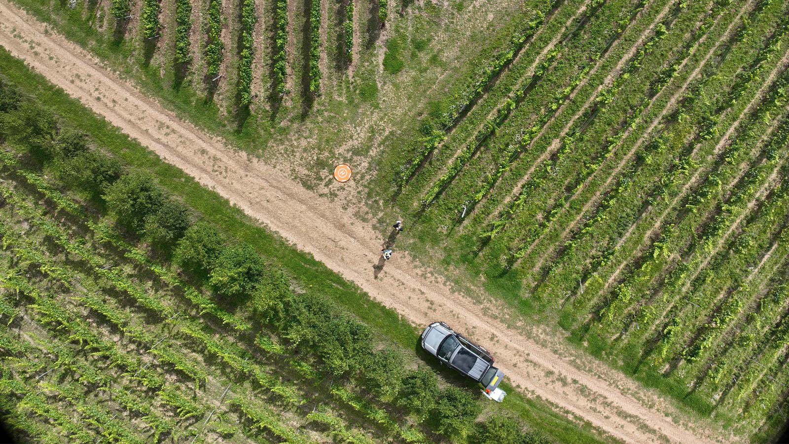 Multispectral drone scouting in a vineyard