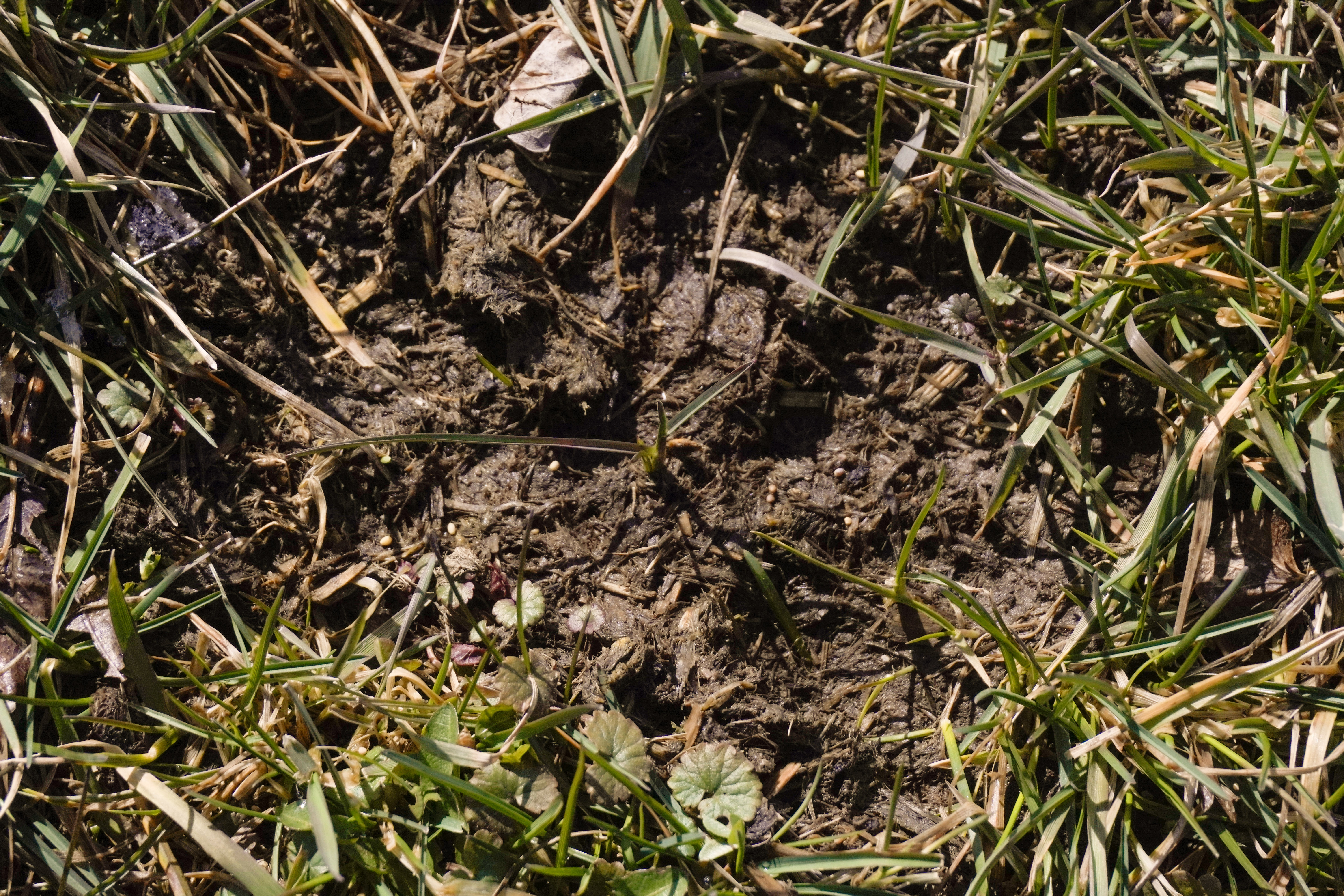 Close-up of the pasture surface after seeding — small pale seeds visible on the dark, thawed soil among existing grass