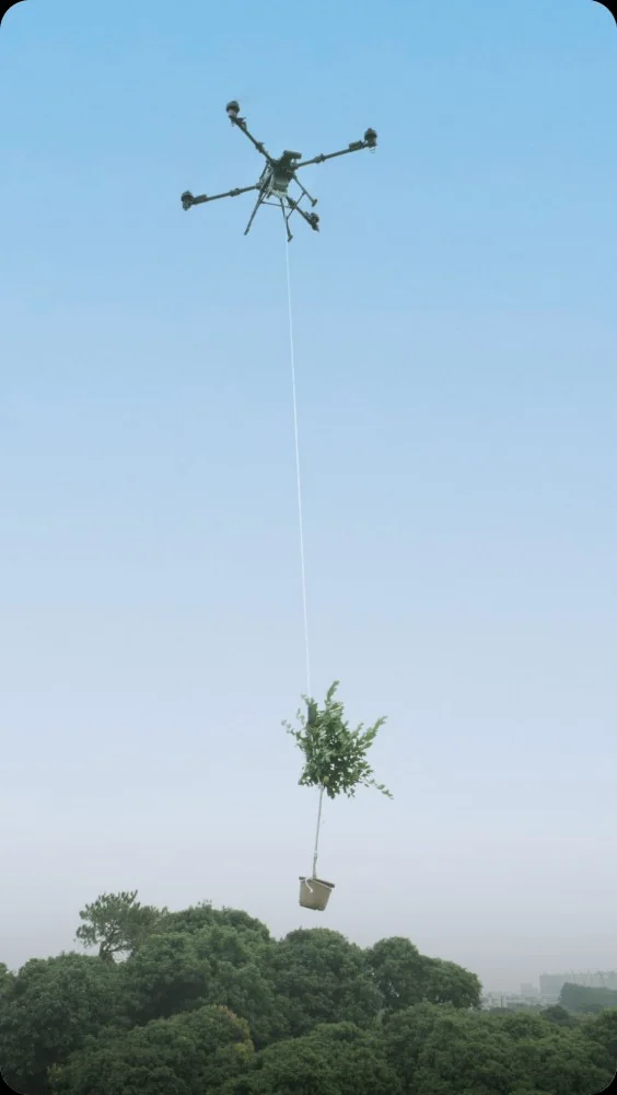 Saplings