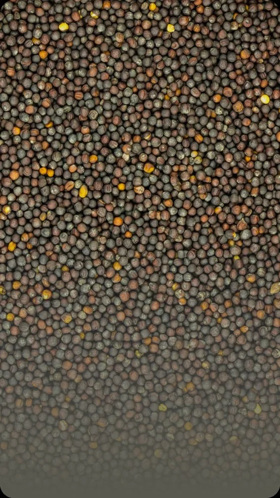 Rape seed