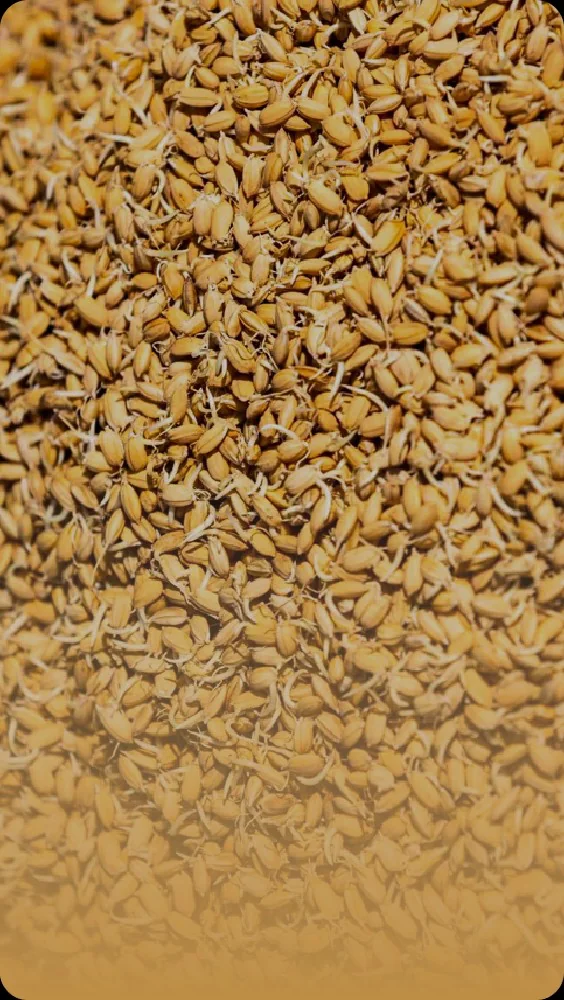 Rice seed