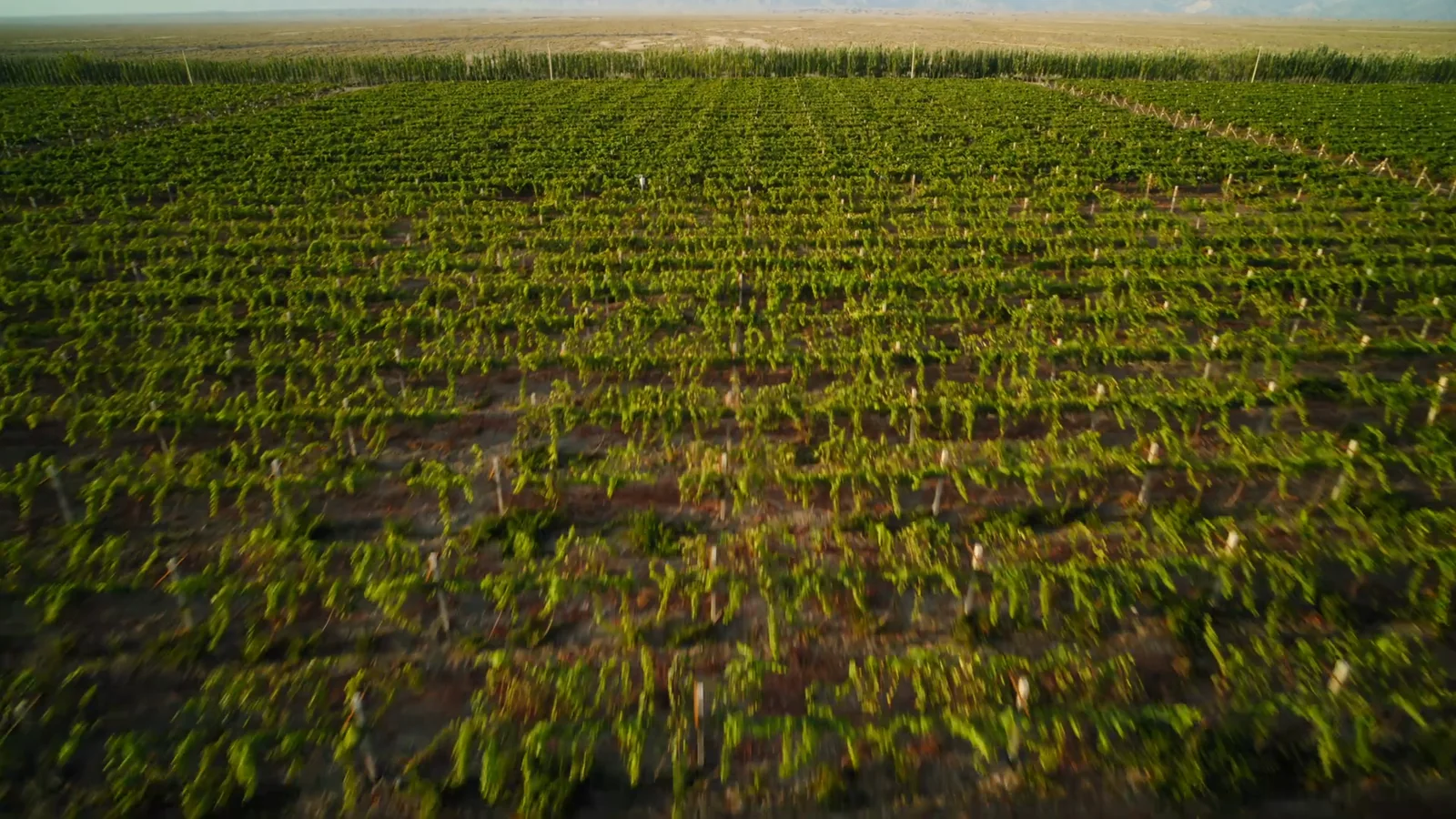 XAG P150 Max agricultural drone operating over a Canadian crop field