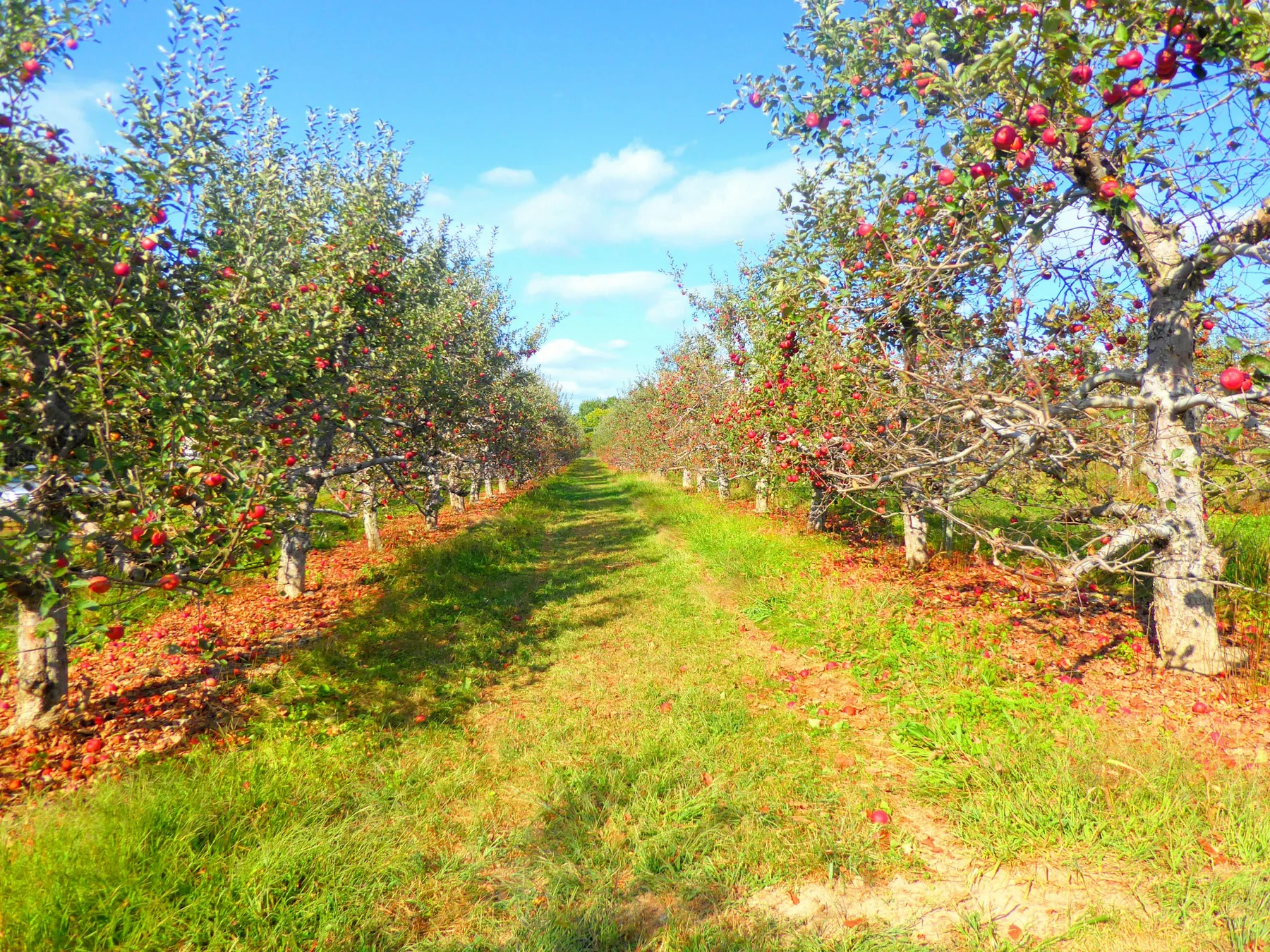 Apple orchard rows where ground and aerial application platforms can complement each other