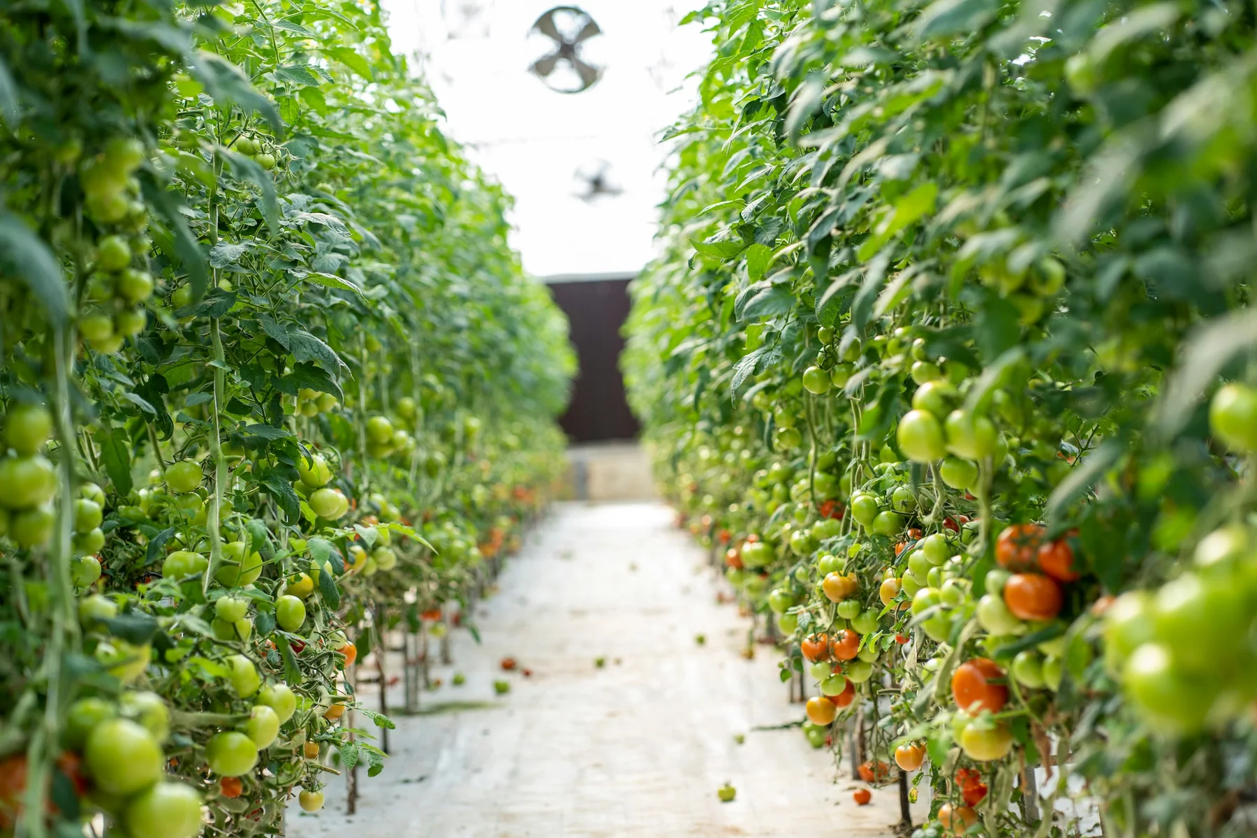 Greenhouse tomato rows with a clear central aisle