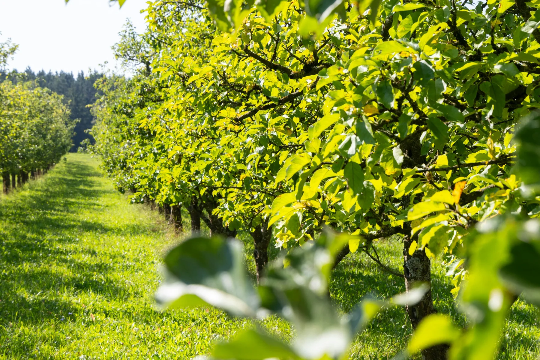 Vegetated orchard floor beneath rows of fruit trees