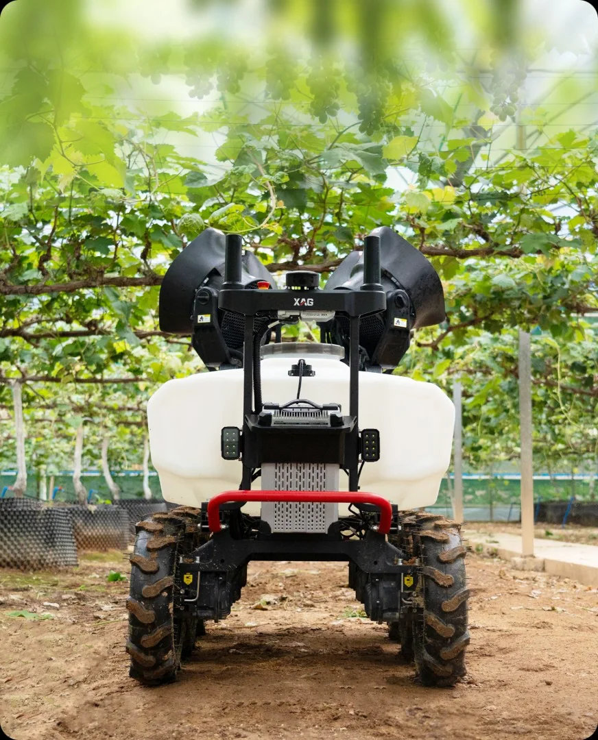 Grape rows suited to precision rover spraying