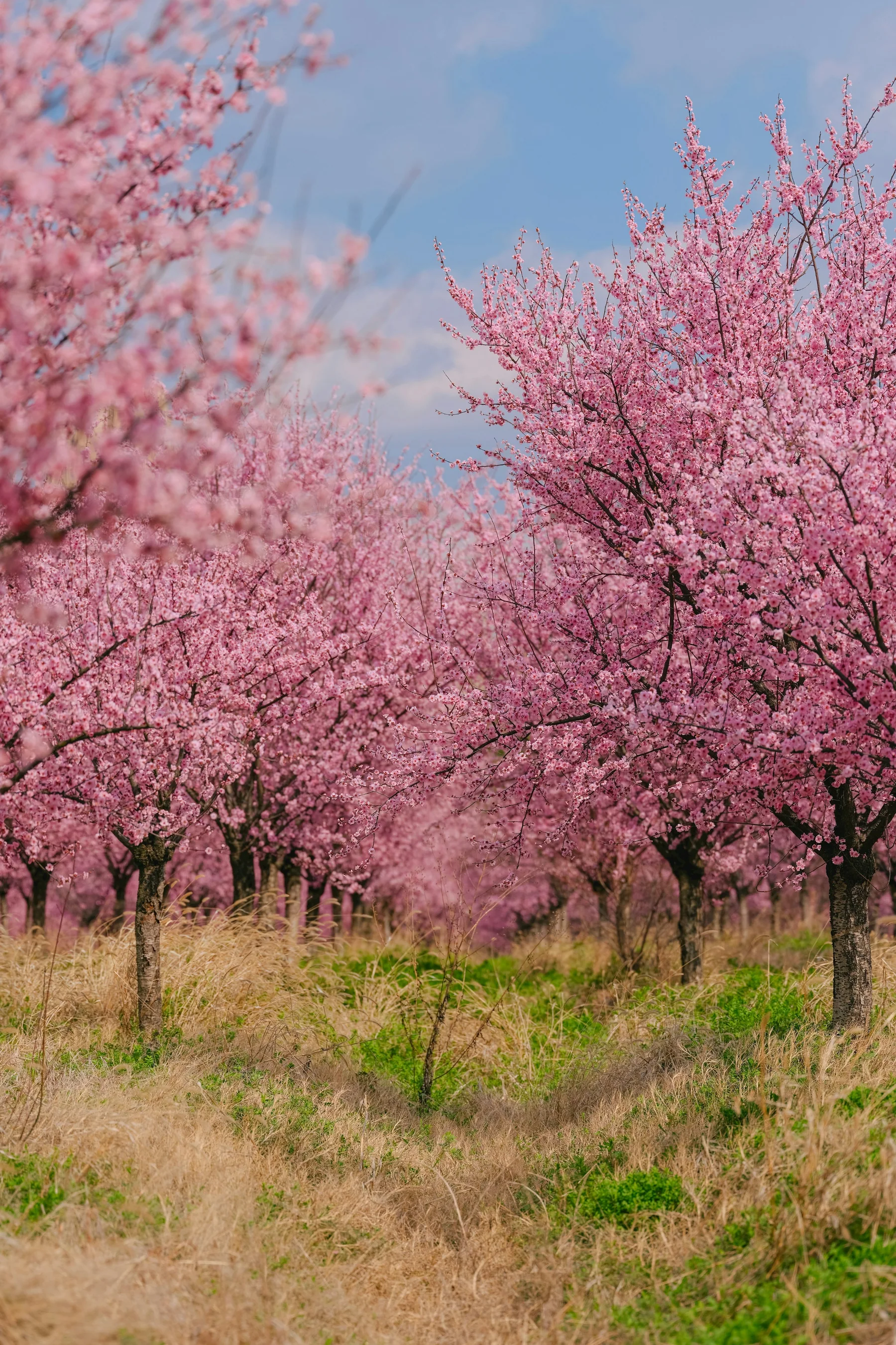 Blooming stone-fruit orchard with accessible grass rows